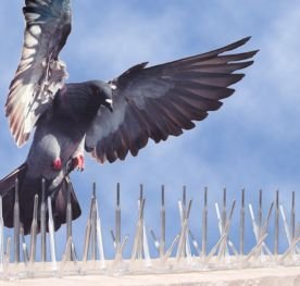 Pics anti-pigeons installés sur une surface de bâtiment